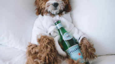 Guarderías Caninas Y Hoteles Para Mascotas