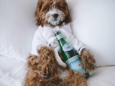 Guarderías Caninas Y Hoteles Para Mascotas