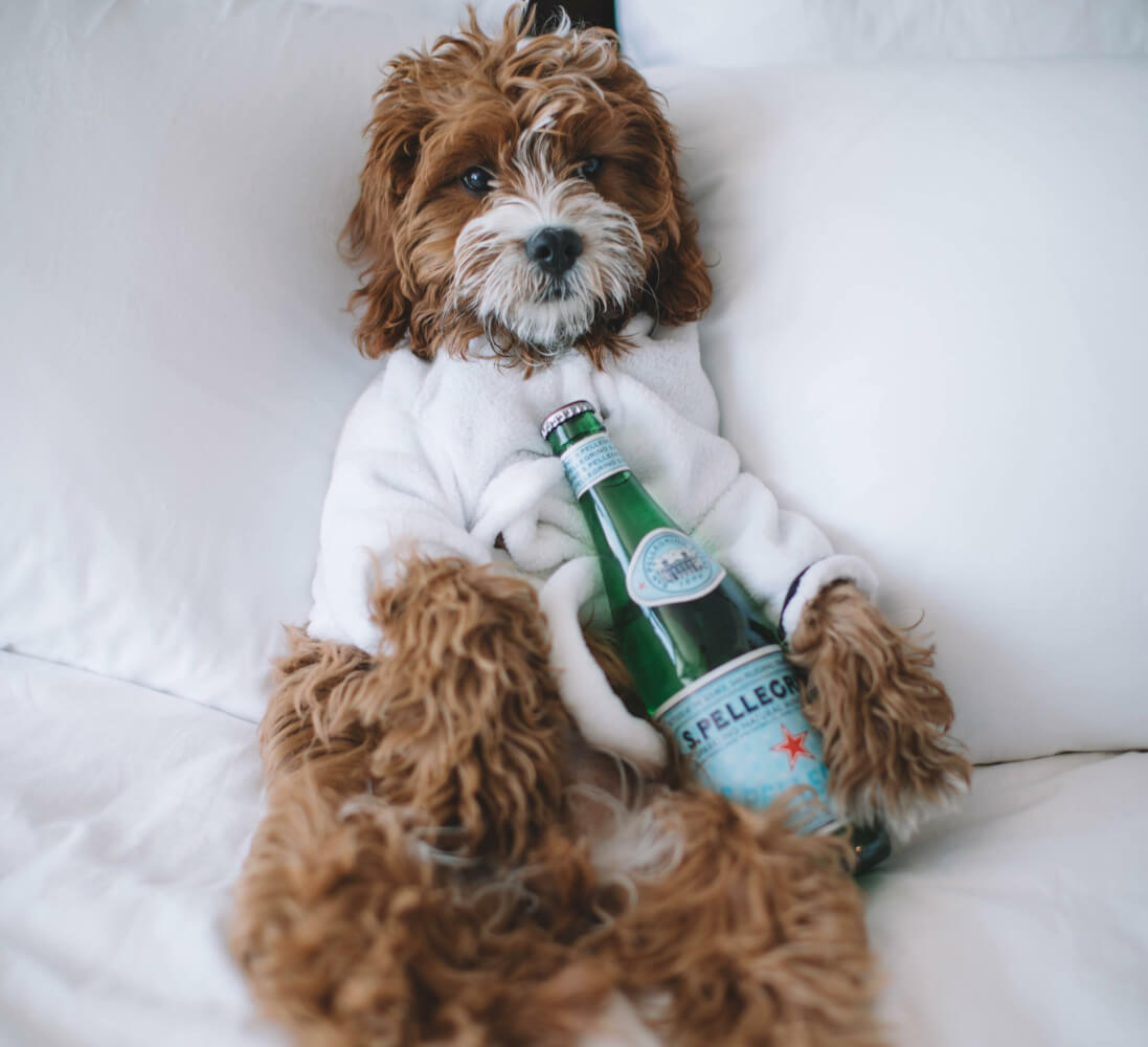 Guarderías Caninas Y Hoteles Para Mascotas