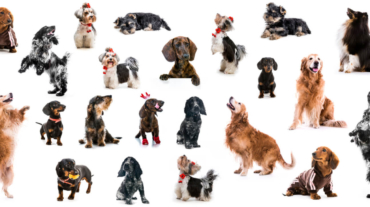 Las Mejores Peluquerías Caninas De Valencia