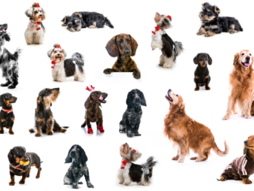 Las Mejores Peluquerías Caninas De Valencia