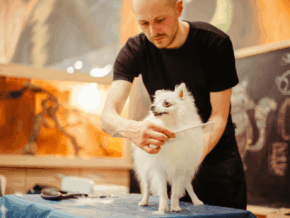 Las Mejores Peluquerías Caninas De Madrid