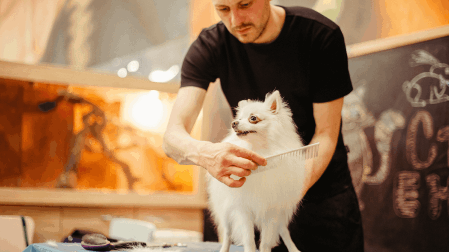 Las Mejores Peluquerías Caninas De Madrid