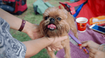 Las Mejores Peluquerías Caninas De Málaga