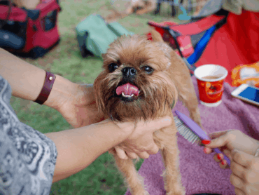 Las Mejores Peluquerías Caninas De Málaga