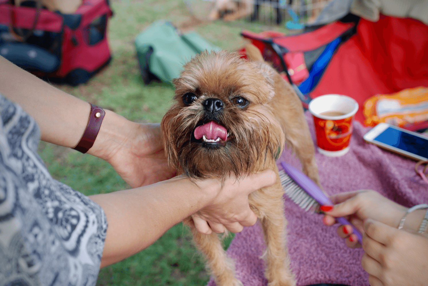 Las Mejores Peluquerías Caninas De Málaga