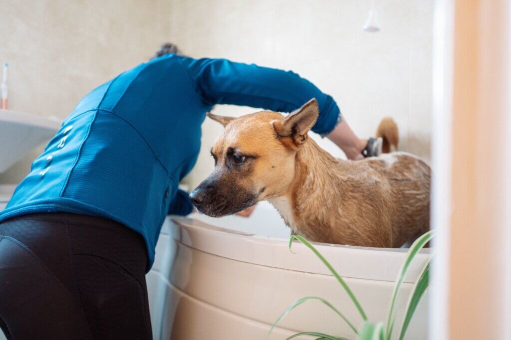 Canine hairdressers in Madrid