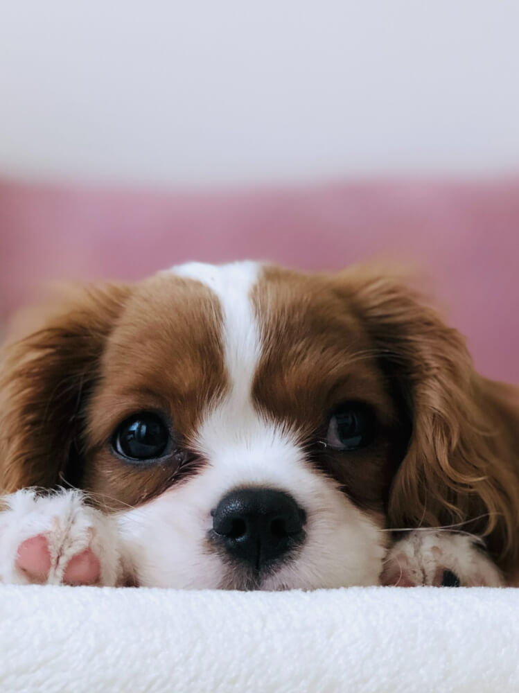 Peluquería Canina Málaga