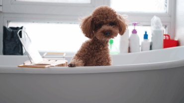 Peluquerías Caninas De Bilbao