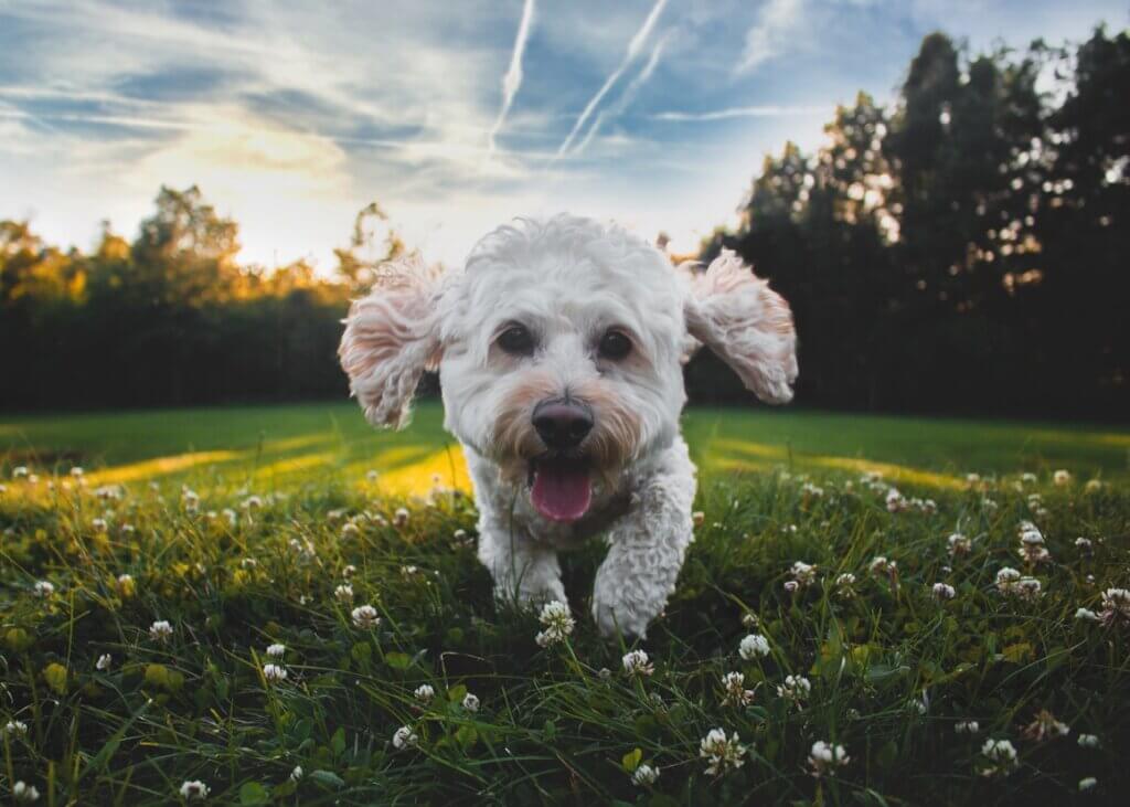 Canine hairdressers in Valencia