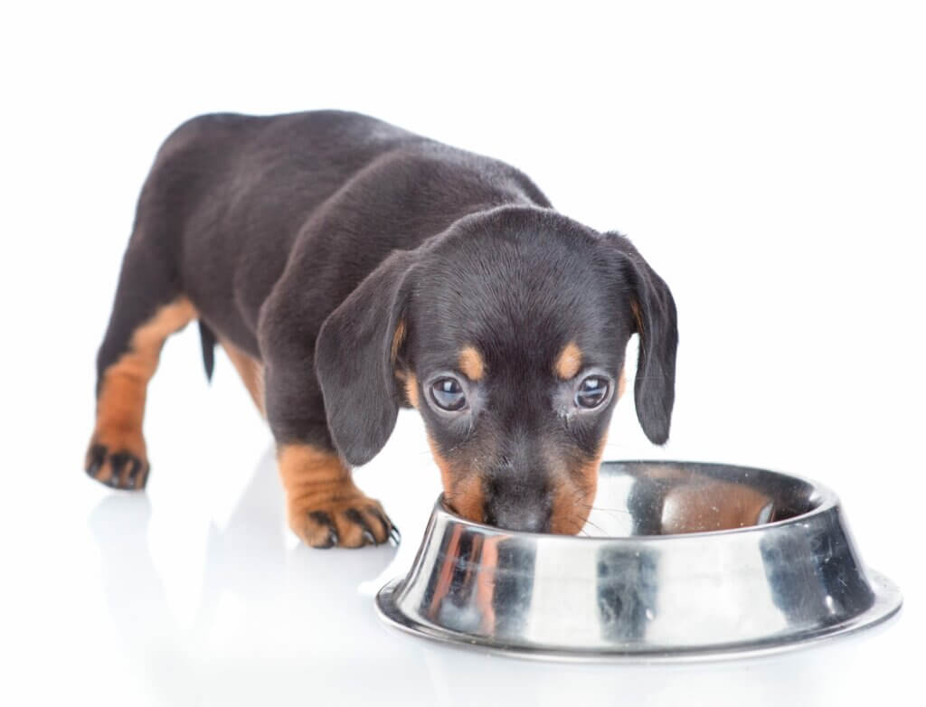 Comida para perros