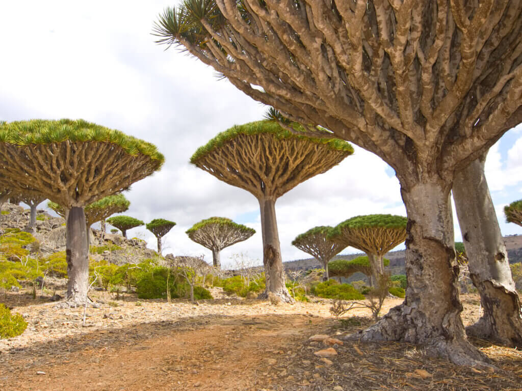 La Isla de Socotra