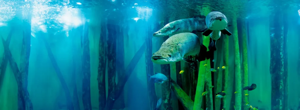 Acuario de Zaragoza