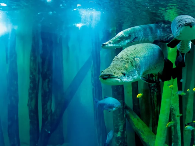 Acuario de Zaragoza: visitor information