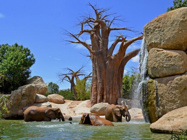BIOPARC Valencia: visitor information