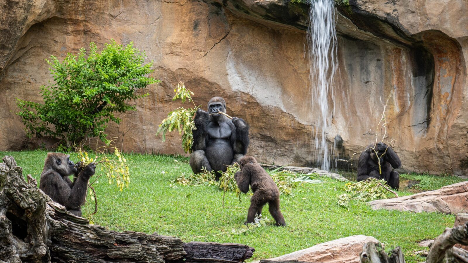BIOPARC Fuengirola: visitor information