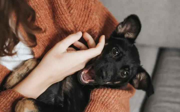 Peluquería canina en Barcelona: compara el servicio