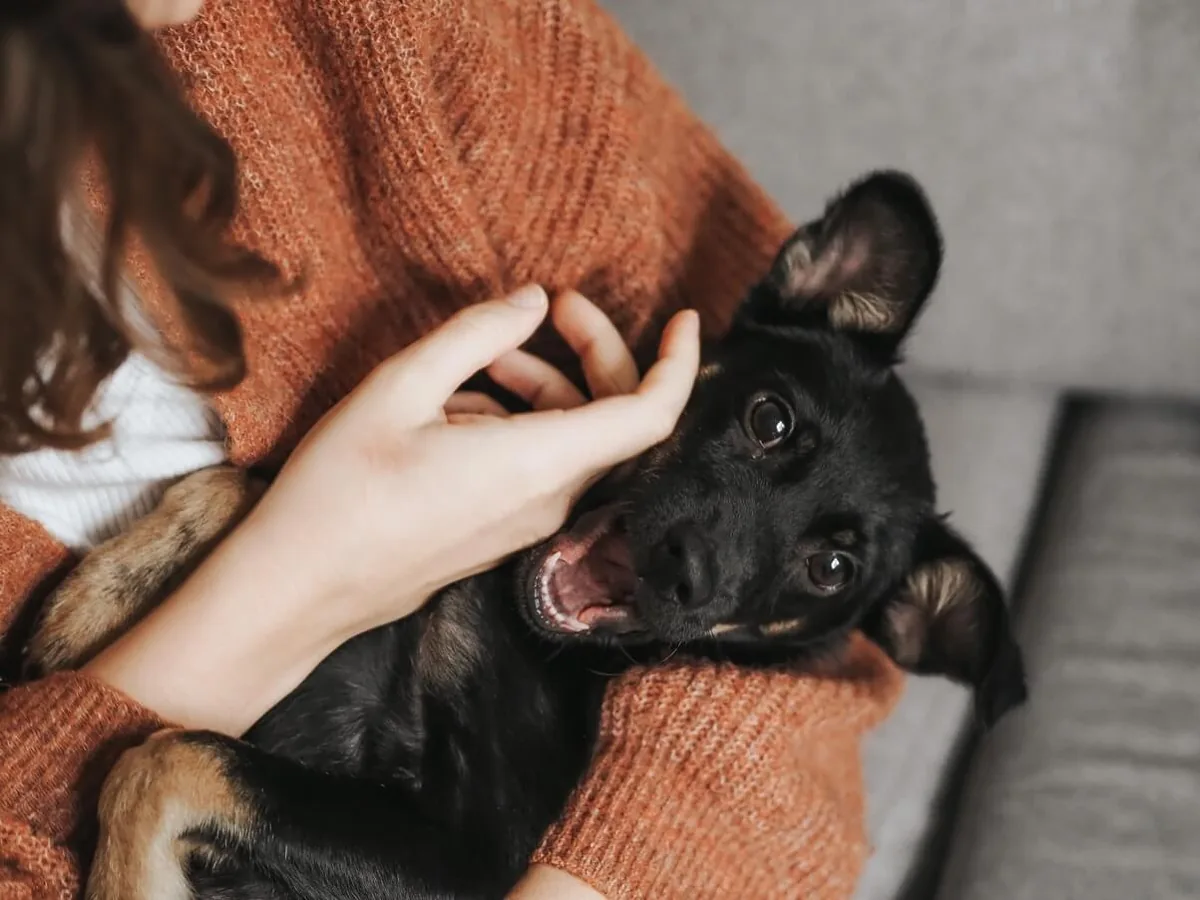 Perro pequeño de pelo negro y marrón en brazos de una persona con jersey naranja
